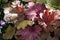 Geyhera. Beautiful geyhera plants. Natural background of bright maroon autumn leaves