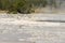 Geyser in Firehole canyon drive  in Yellowstone National Park