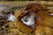 The geysers of Analavory in Madagascar