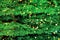 Ggreen cypress thuja natural background holiday lights