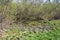 Ggrowth of young grass and yellow flowers of kaluzhnitsa; Caltha; around  spring swamp