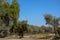 Ghaf desert trees