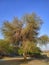 Ghaf (Mesquite Arabic tree) in a wadi, Muscat, Oman