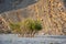 Ghaf Prosopis cineraria trees in Musandam mountains Oman