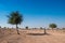 Ghaf trees in the desert, Oman