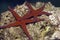 Ghardaqa sea star