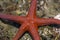 Ghardaqa sea star