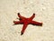 Ghardaqa sea star (fromia ghardaqana)