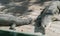 Gharial Alligator Crocodile Pair
