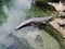 Gharial basking with two turtles at the pond-shore at the zoo