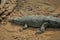 Gharial in captivity