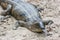 Gharial crocodile at the Chitwan National Park, Nepal