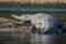 Gharial Crocodile Exiting the River to Sun