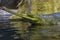 Gharial crocodile lurking in the water hunting