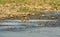 Gharial or false gavial portrait in the river