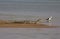 Gharial, Gavialis gangeticus basking on the banks of Chambal river in Rajasthan, India.