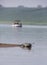 Gharial, Gavialis gangeticus and tourist boat inside Chambal river in Rajasthan, India.