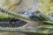 Gharial portrait