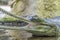 Gharial portrait