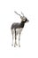 Gharna antelope Antilope cervicapra isolated on a white