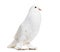 Ghent Cropper, a fancy pigeon