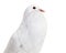 Ghent Cropper, a fancy pigeon, against white background