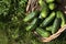 Gherkin or Pickle, cucumis sativus, Vegetable garden in Normandy