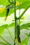 Gherkins cucumbers grow on branch in greenhouse