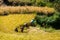 Ghermu - Farmers working on the rice fields in Himalayas