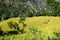 Ghermu - Lush green rice paddies in Himalayas