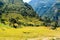 Ghermu - Lush green rice paddies in Himalayas