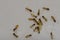 Ghost ants Tapinoma melanocephalum feeding on food scraps.
