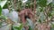 A ghost bird nest on the tea bush