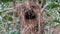 A ghost bird nest on the tea bush