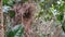 A ghost bird nest on the tea bush