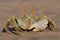 Ghost crab 04