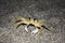 Ghost crab