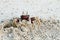 Ghost Crab on beach