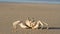 Ghost crab on beach