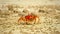 Ghost crab on beach at isla san cristobal in the galapagos