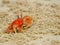 A ghost crab on a beach at isla san cristobal in the galapagos