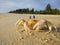 Ghost crab on a golden sand beach in the afternoon