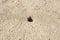 Ghost crab hole on the beach