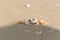 Ghost crab looking for safety in tidal water of Gulf of Mexico