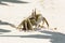 Ghost Crab (Ocypode quadrata)