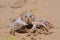 Ghost crab (Ocypode ryderi) on the beach