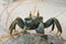 Ghost crab. Platte Island. Seychelles.