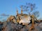 Ghost crab on rocks