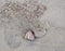 A ghost crab on a sandy beach in South Africa