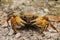 Ghost crab sitting on the ground, New Caledonia